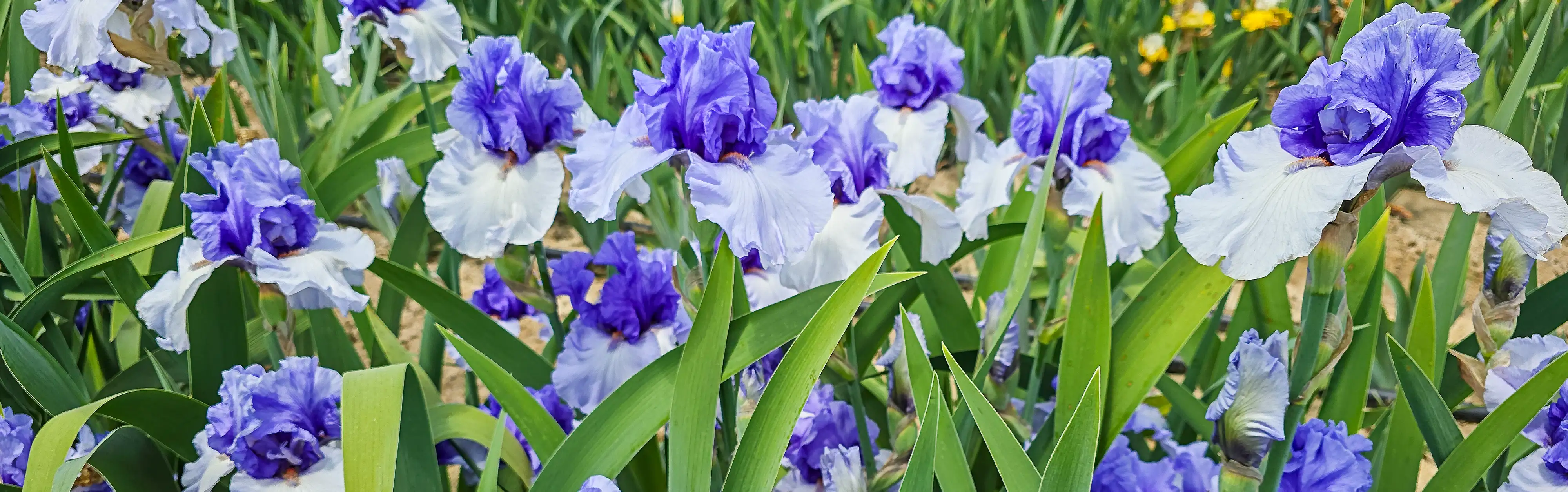 Grow Your Dream Garden Today