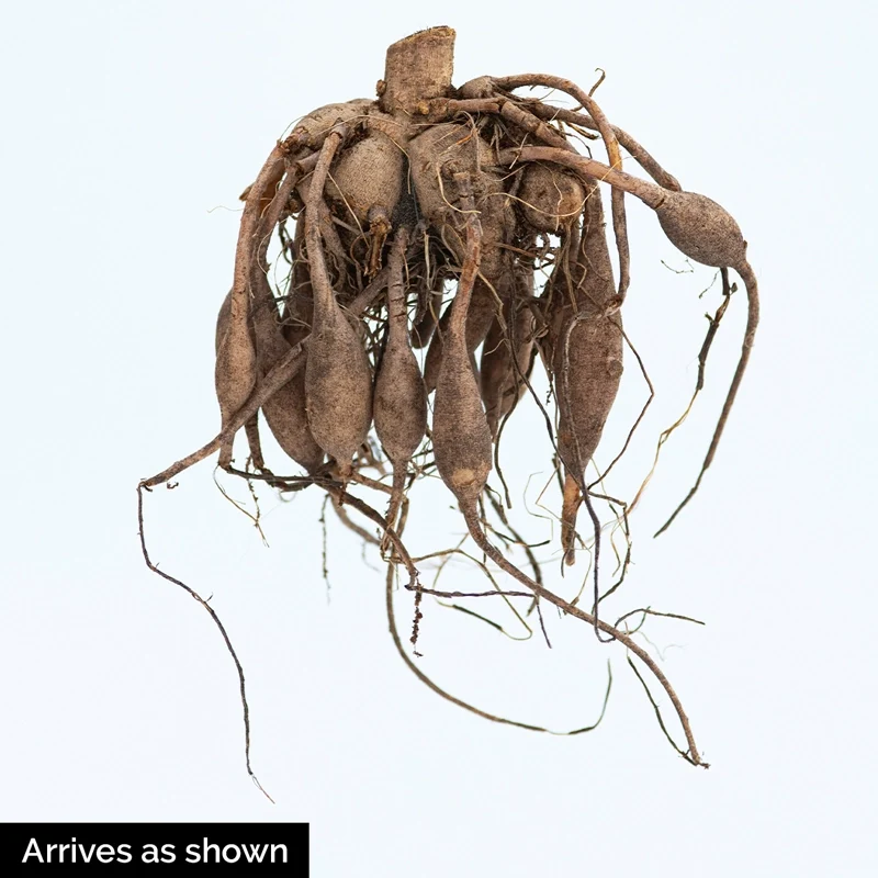 20th Ave Memory Dahlia - Image 2