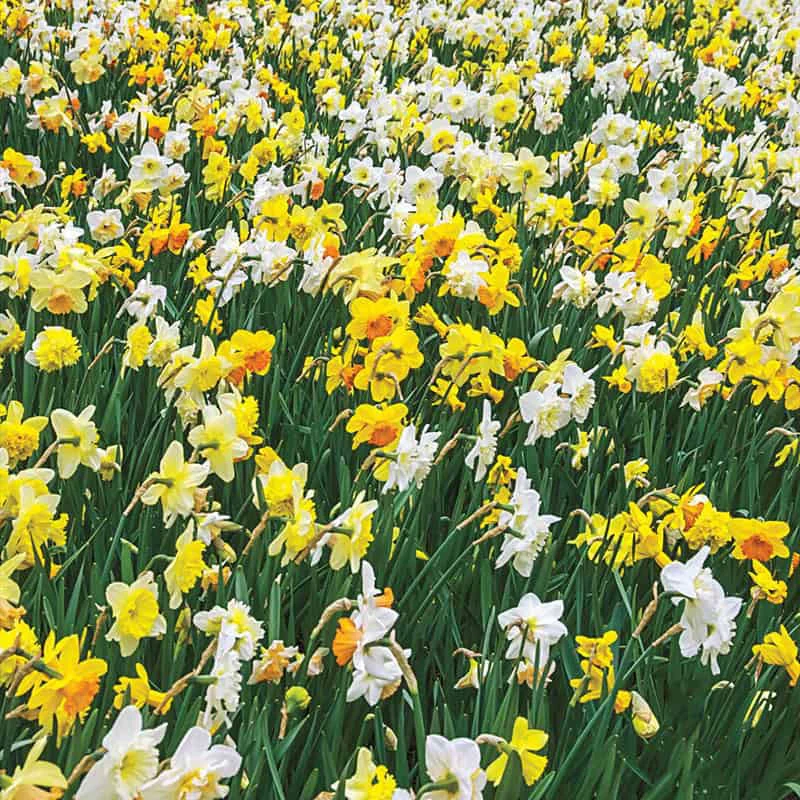 3 Months of Daffodils Mixture - Image 3