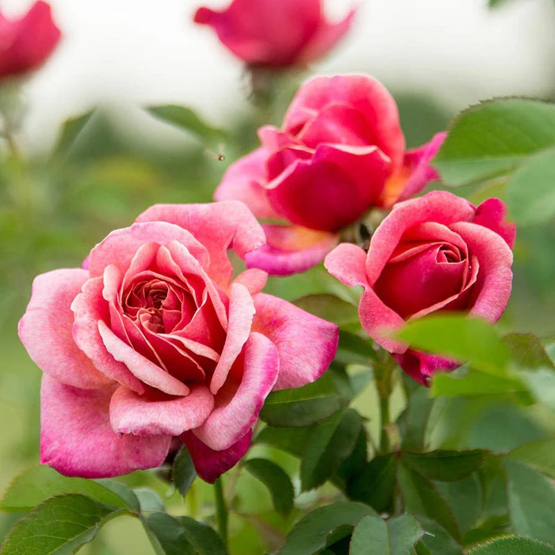 Queen of Elegance™ Floribunda Rose - Image 3