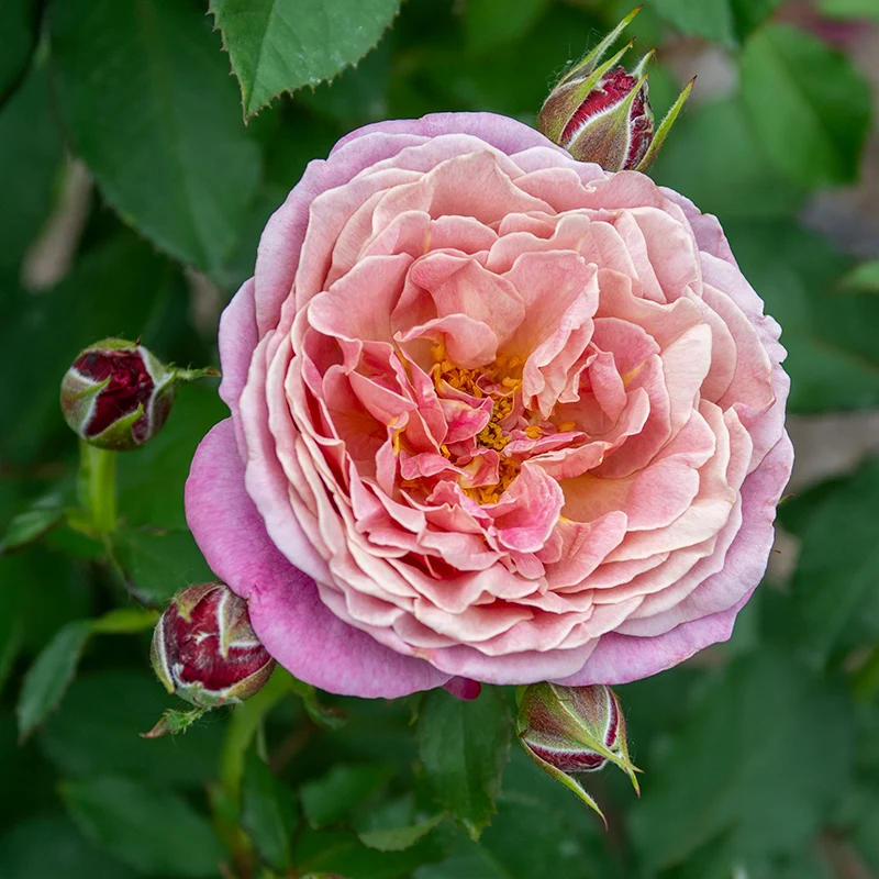 Queen of Elegance™ Floribunda Rose - Image 4