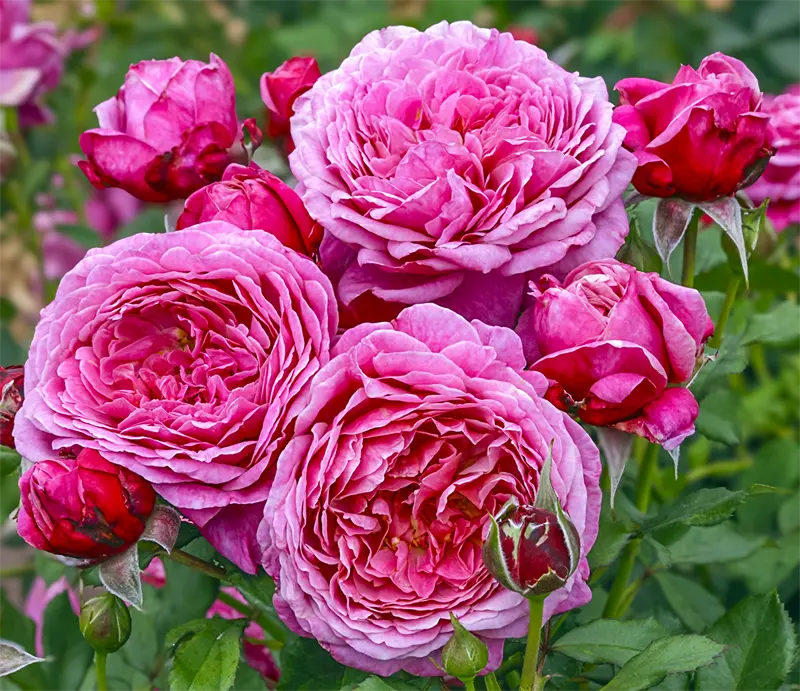 Queen of Elegance™ Floribunda Rose - Image 5