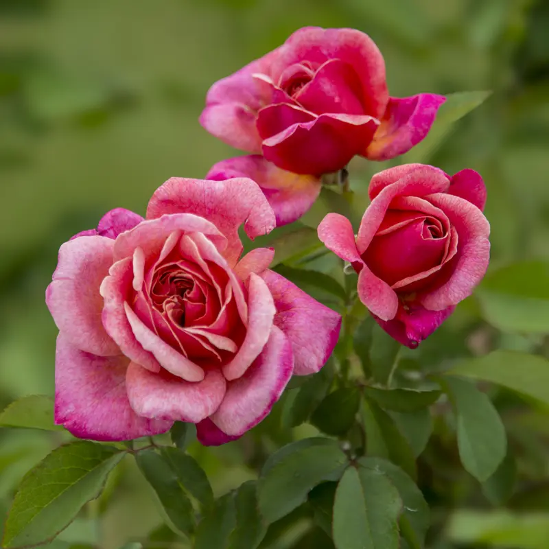 Queen of Elegance™ Floribunda Rose - Image 6