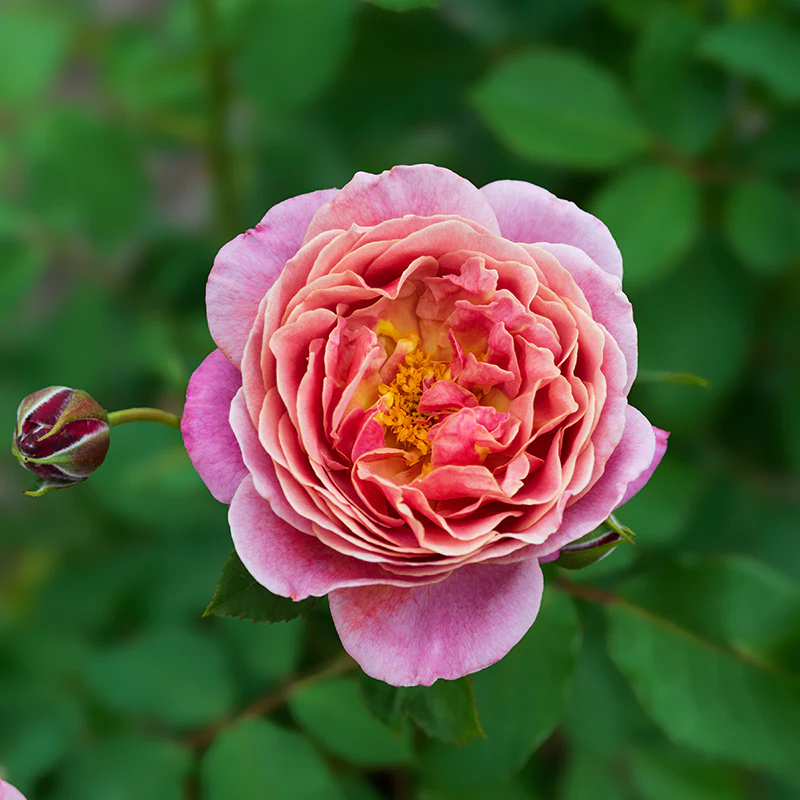 Queen of Elegance™ Floribunda Rose - Image 7
