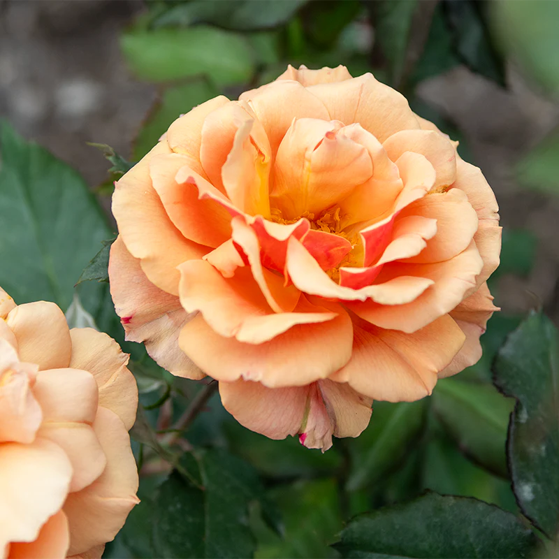 About Face® Grandiflora Rose - Image 3