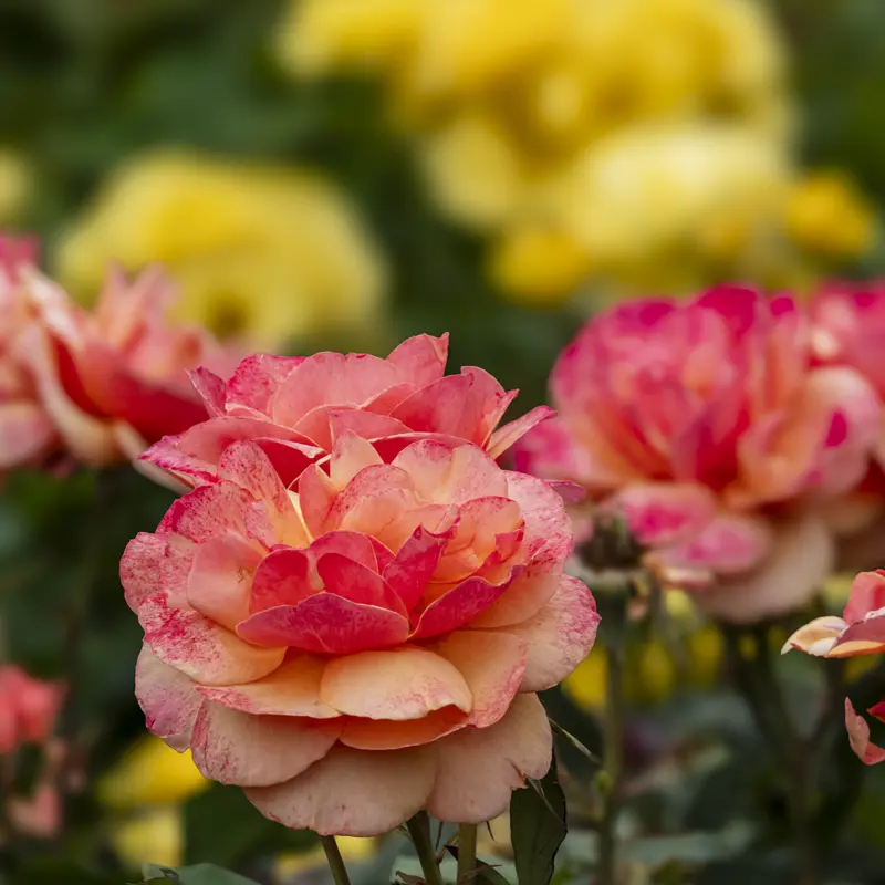 About Face® Grandiflora Rose - Image 4