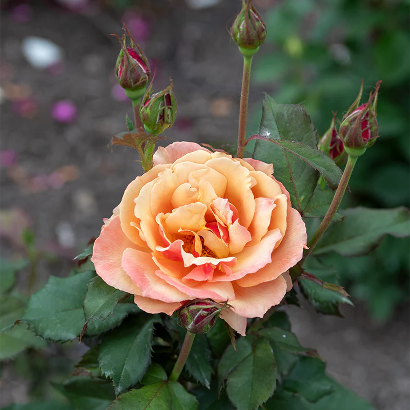 About Face® Grandiflora Rose - Image 5