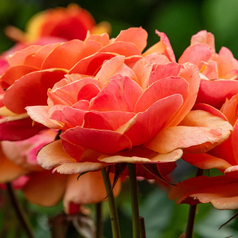 About Face® Grandiflora Rose - Image 6