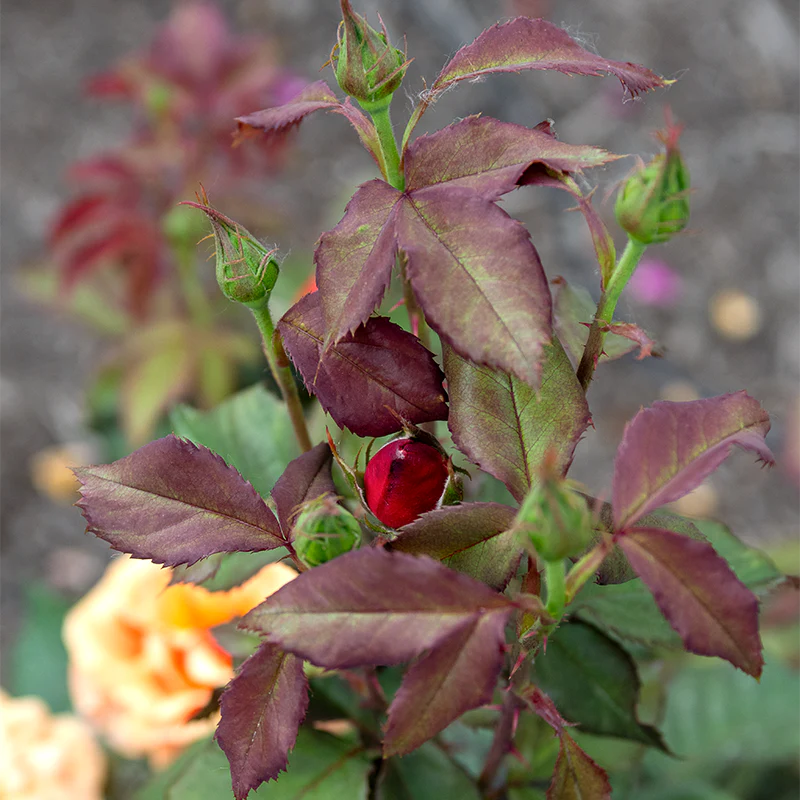 About Face® Grandiflora Rose - Image 8