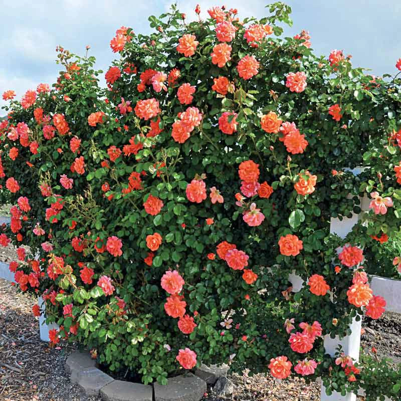 Above All™ Climbing Rose - Image 3