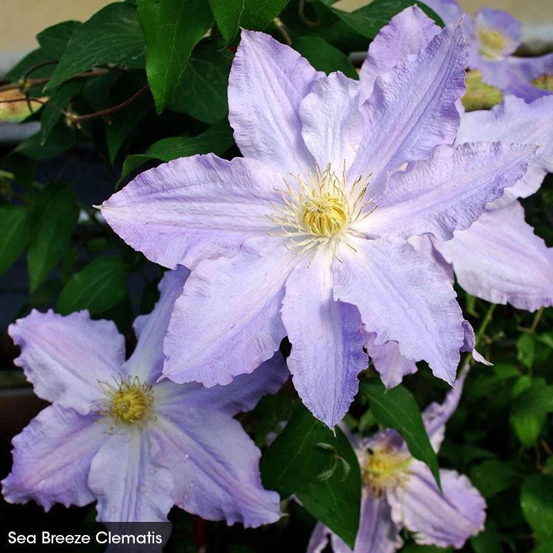 Abundant Flowers Clematis Collection - Image 3