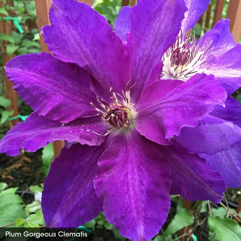 Abundant Flowers Clematis Collection - Image 4