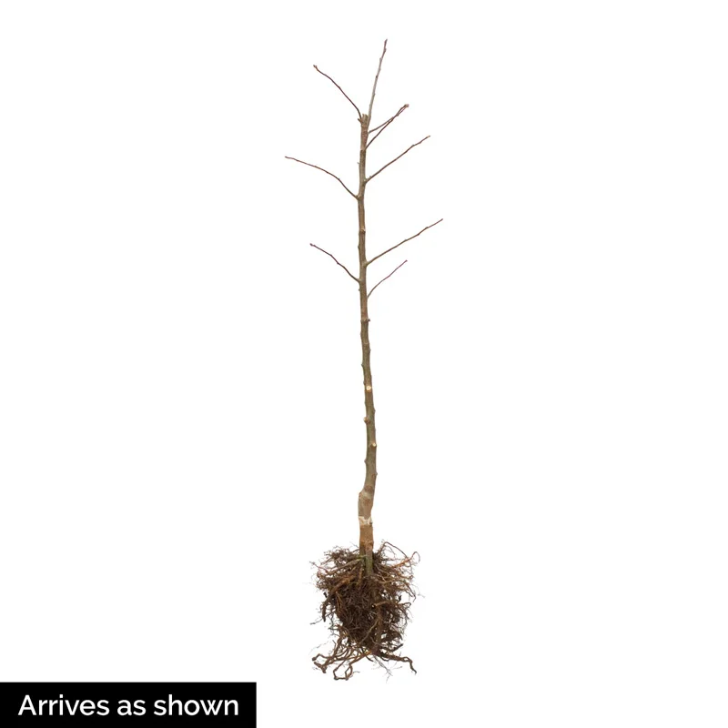 Acoma Crape Myrtle Tree - Image 2