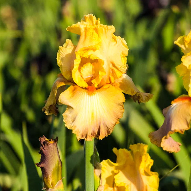 Adobe Sands Bearded Iris - Image 2