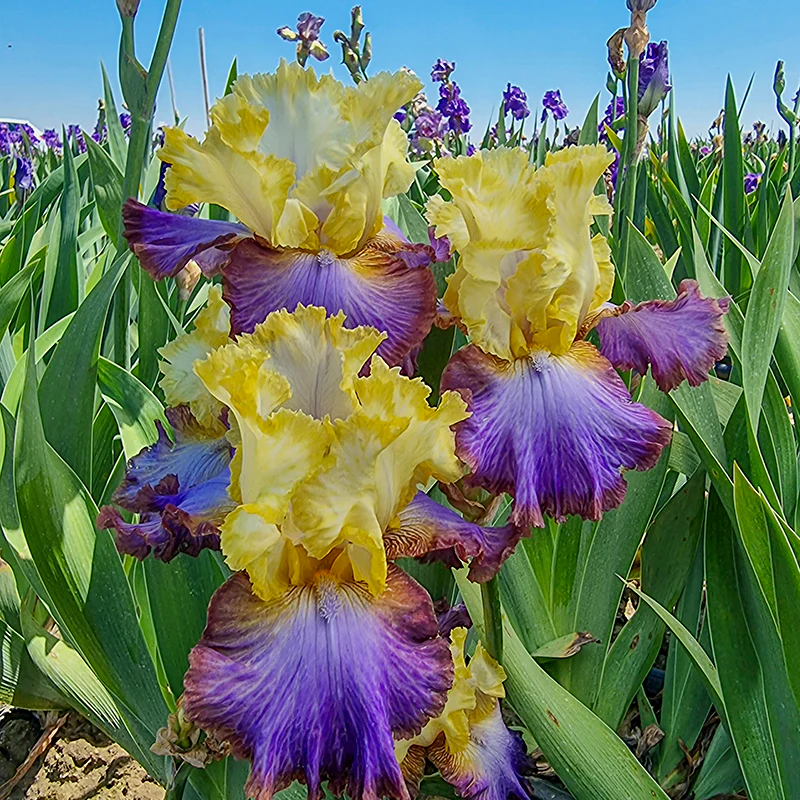 Adventurous Bearded Iris