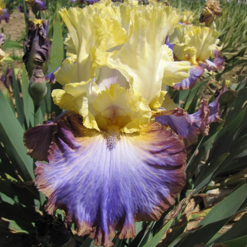 Adventurous Bearded Iris - Image 2