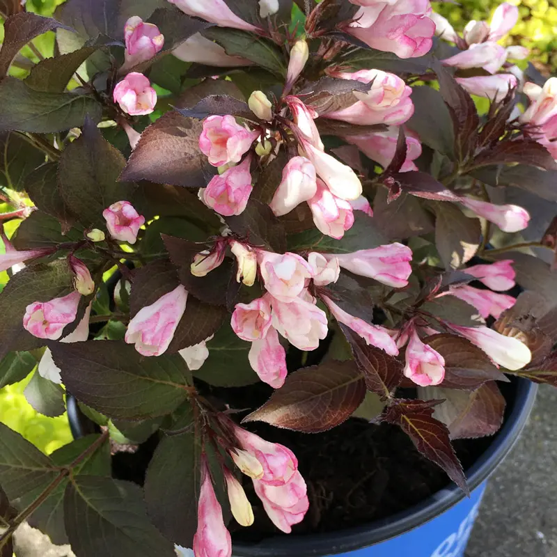 Afterglow Weigela - Image 2
