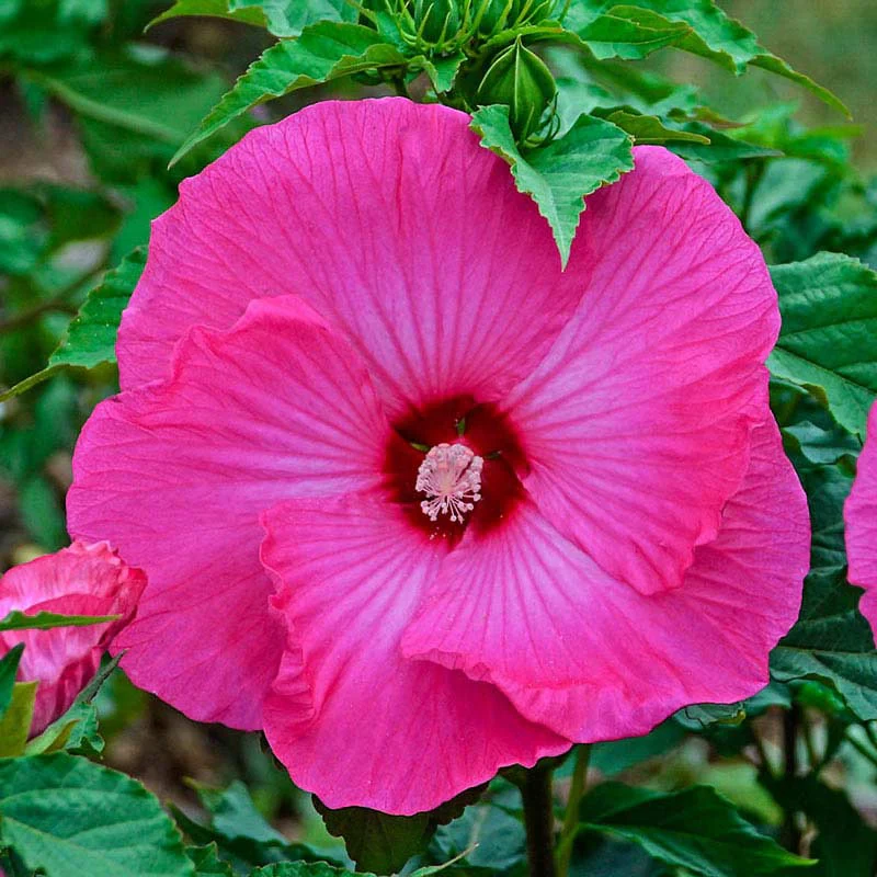 Airbrush Effect Hibiscus - Image 2
