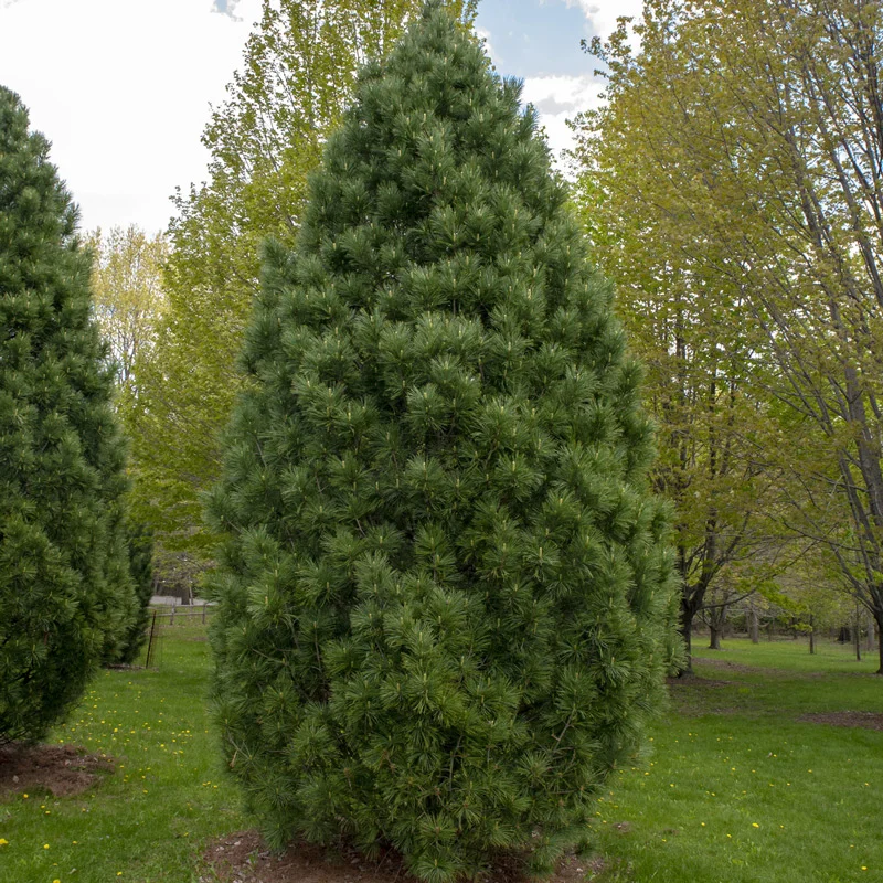 Algonquin Pillar Swiss Stone Pine - Image 2