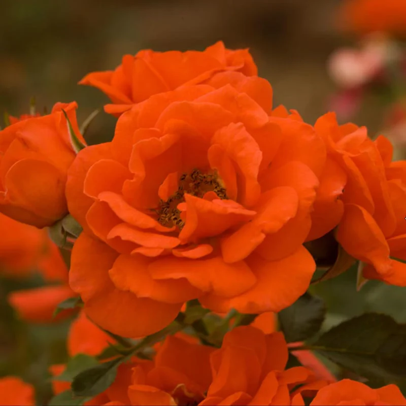All A'Twitter™ 18" Tree Rose
