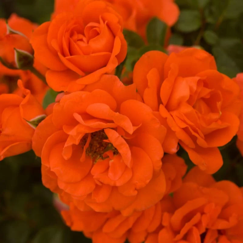 All A'Twitter™ 18" Tree Rose - Image 2