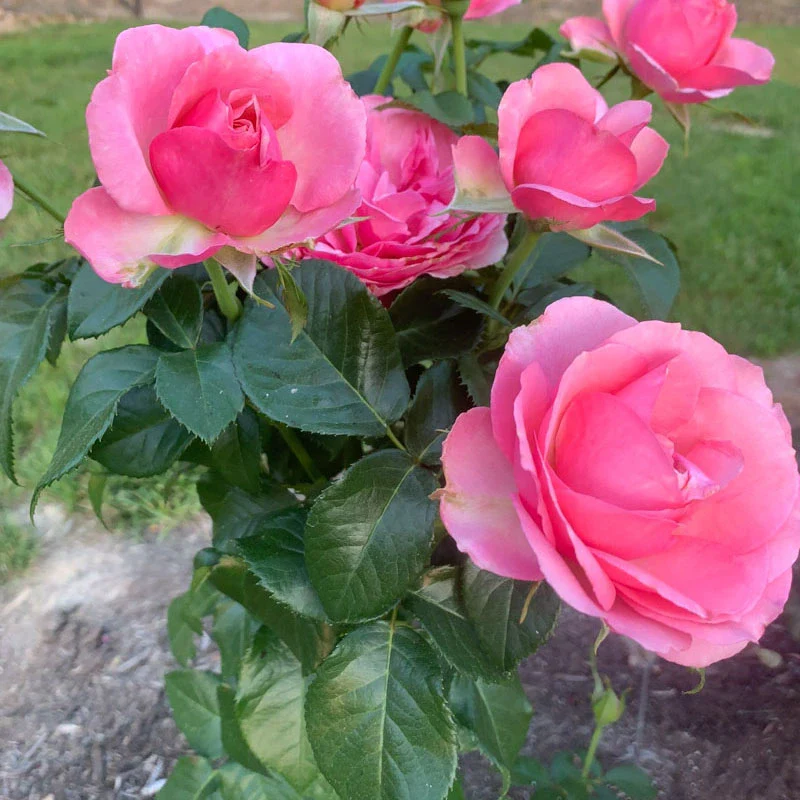 All Dressed Up™ Grandiflora Rose - Image 10