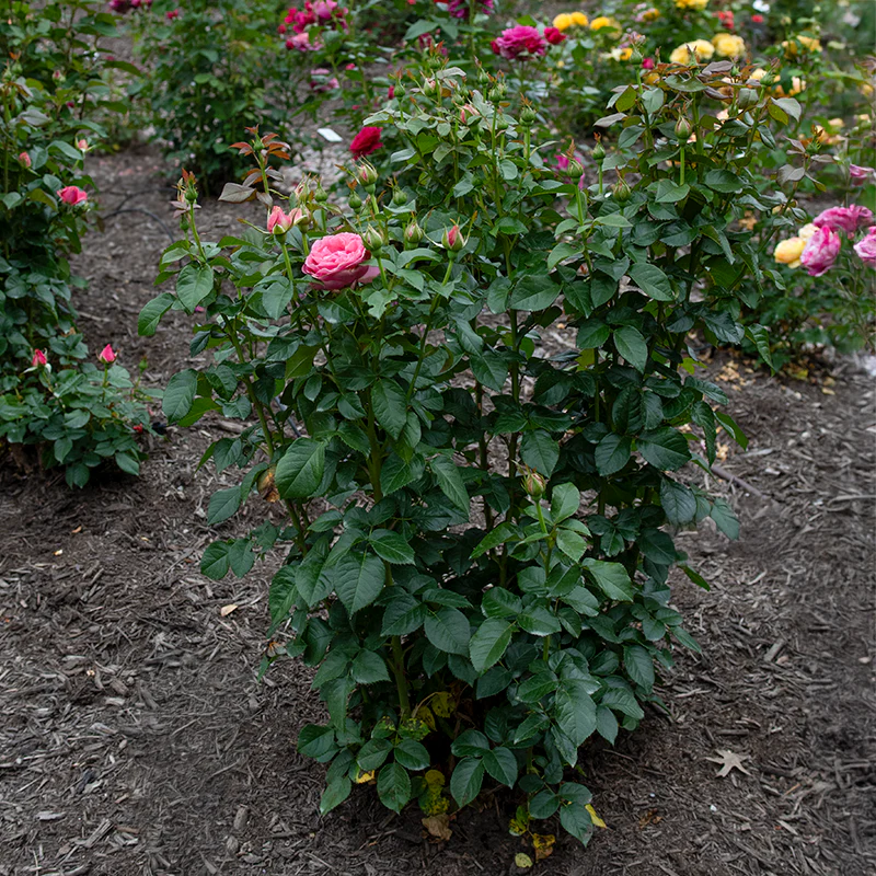 All Dressed Up™ Grandiflora Rose - Image 11