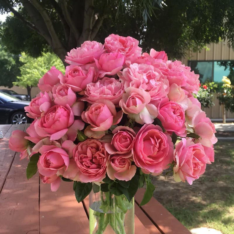 All Dressed Up™ Grandiflora Rose - Image 3