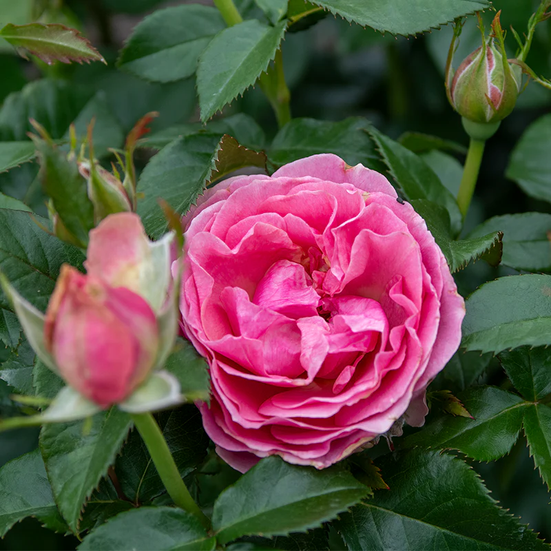 All Dressed Up™ Grandiflora Rose - Image 4