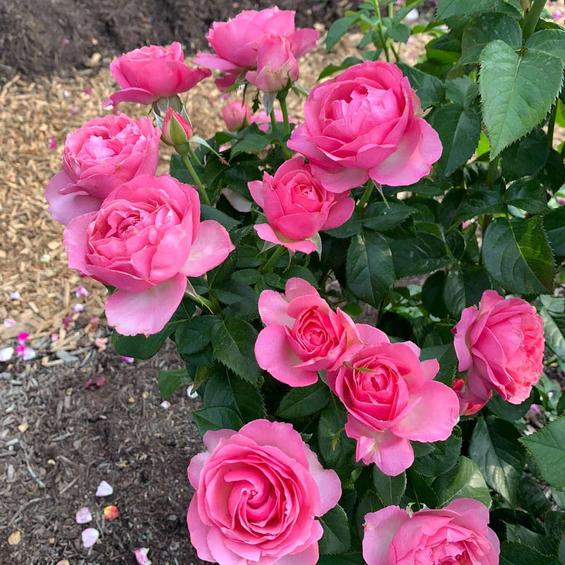 All Dressed Up™ Grandiflora Rose - Image 5