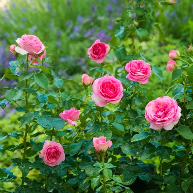 All Dressed Up™ Grandiflora Rose - Image 6