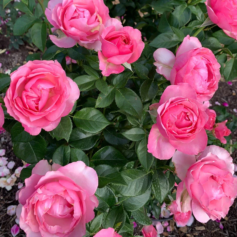 All Dressed Up™ Grandiflora Rose - Image 7
