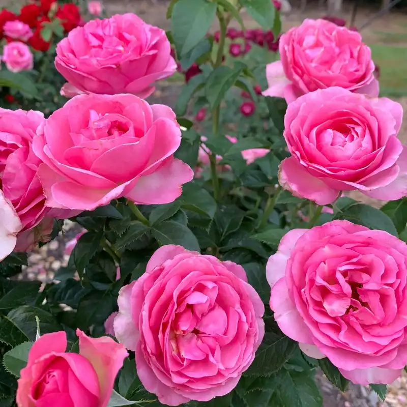 All Dressed Up™ Grandiflora Rose - Image 8