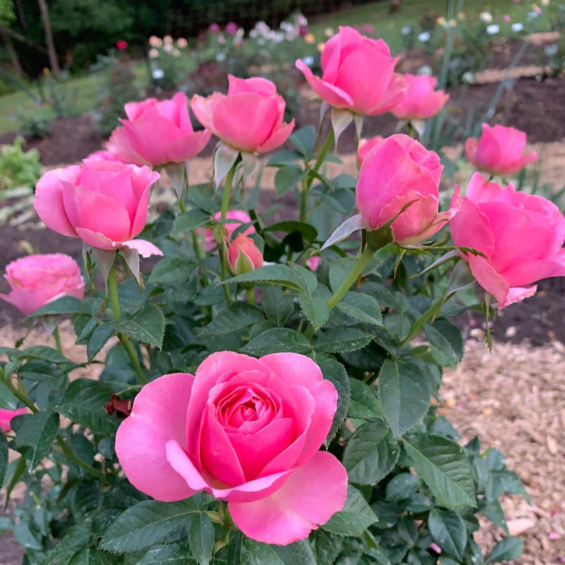 All Dressed Up™ Grandiflora Rose - Image 9