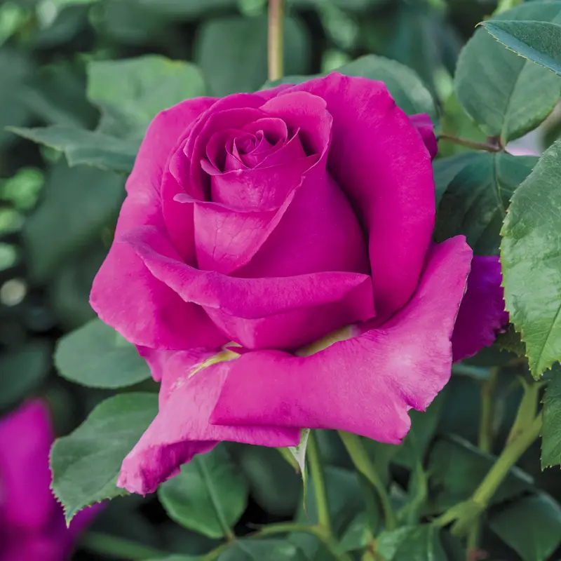 All My Loving Hybrid Tea Rose - Image 3