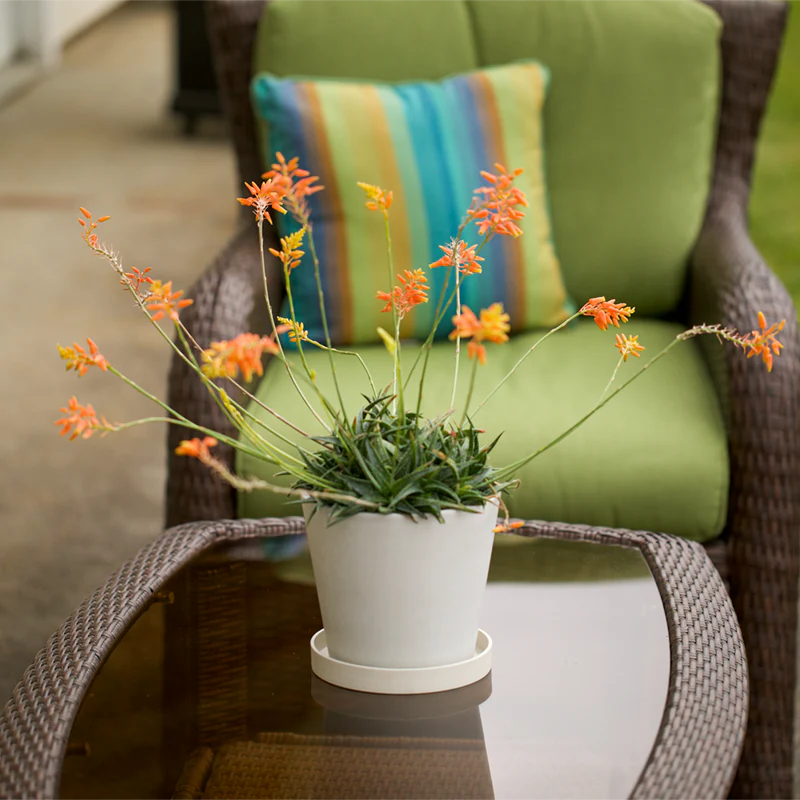 Aloe Firebird Hybrid - Image 2