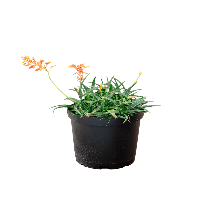 Aloe Firebird Hybrid - Image 3