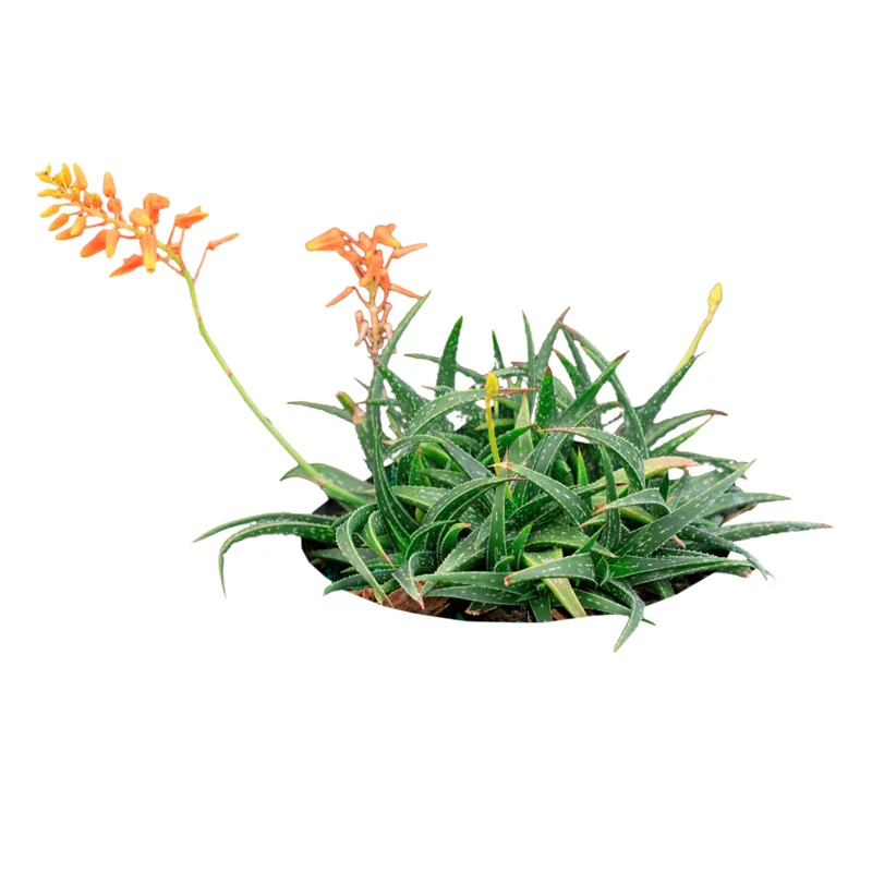 Aloe Firebird Hybrid - Image 4