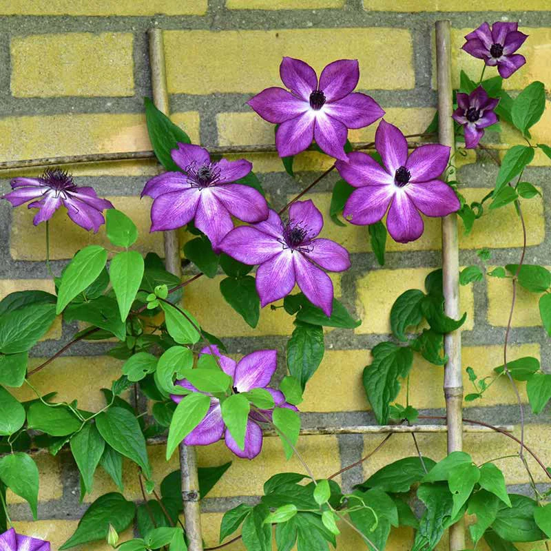 Clematis Amaranthine - Image 2