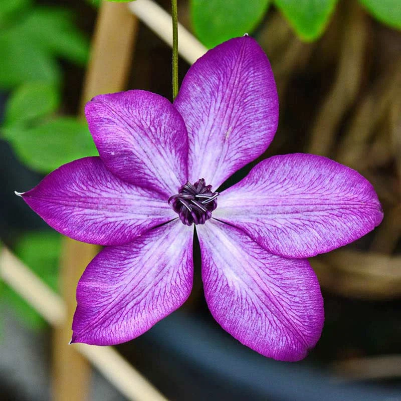 Clematis Amaranthine - Image 3