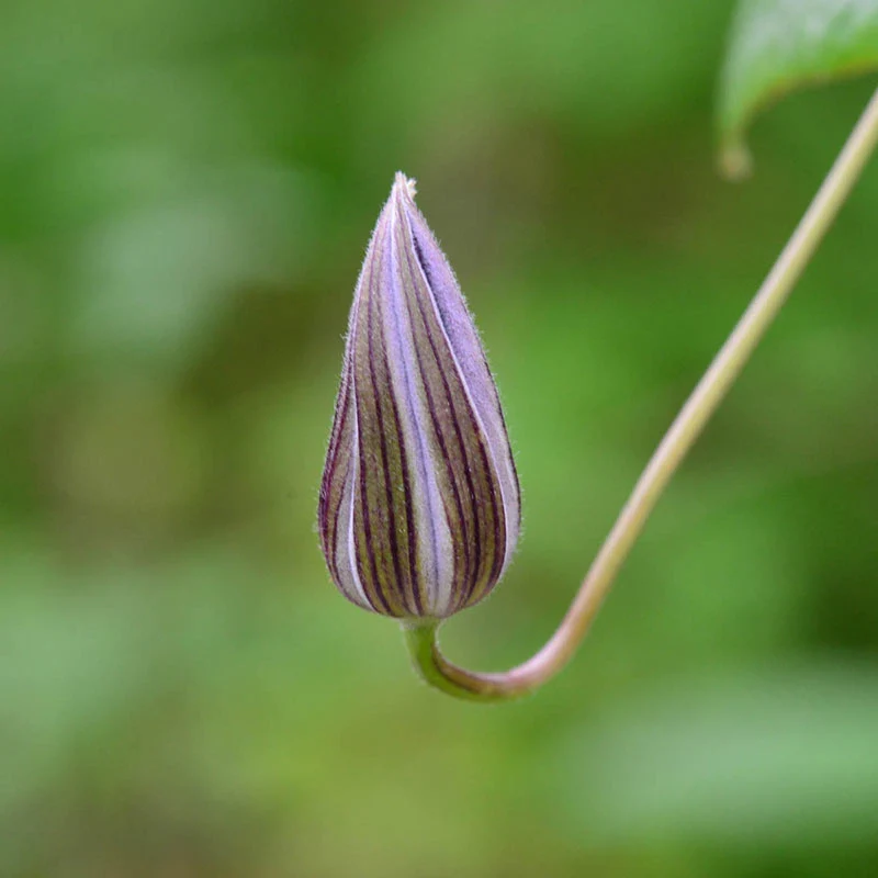 Clematis Amaranthine - Image 4