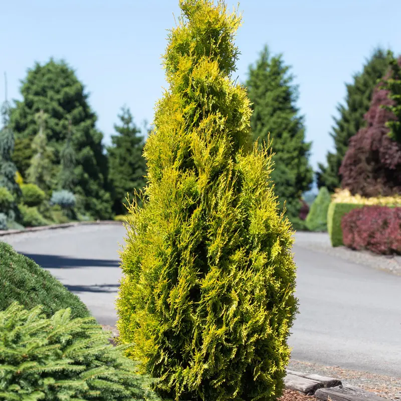Amber Gold Arborvitae - Image 2