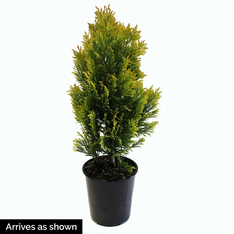 Amber Gold Arborvitae - Image 3