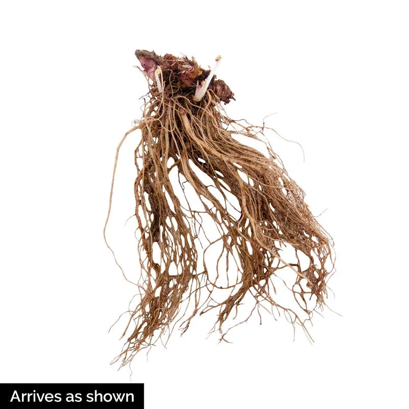 Amber Waves Coral Bells - Image 3