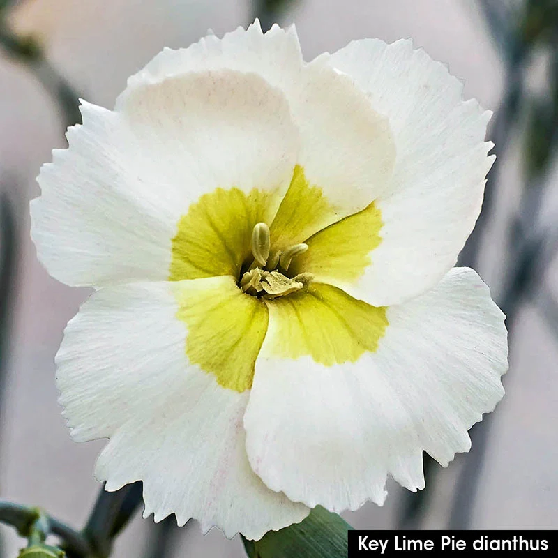 American Pie™ Dianthus Trio - Image 2