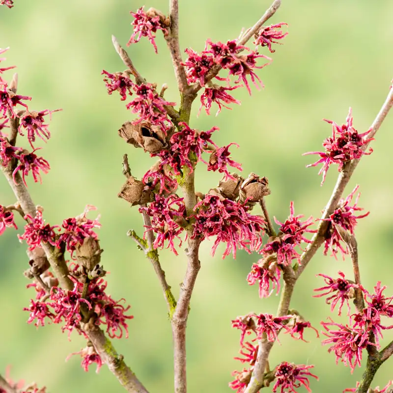 Amethyst Witch Hazel - Image 2