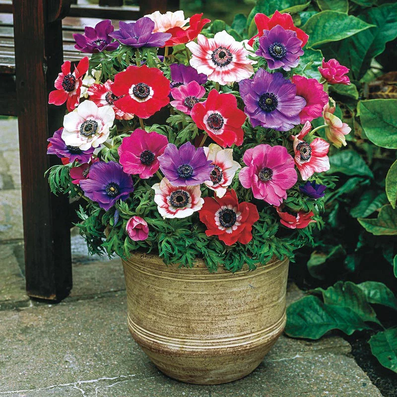 Anemones Mix Super Bag - Image 2