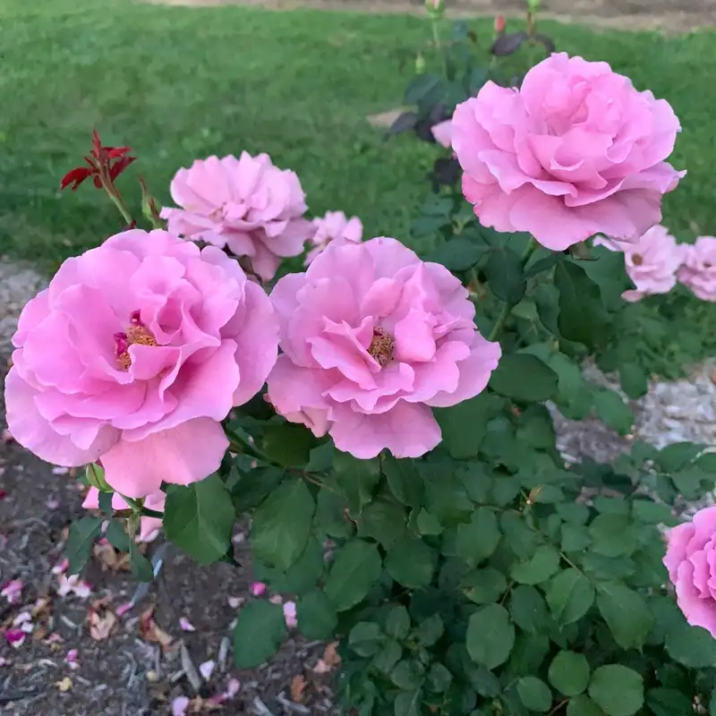Angel Face Floribunda Rose - Image 2