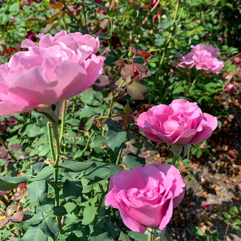 Angel Face Floribunda Rose - Image 3