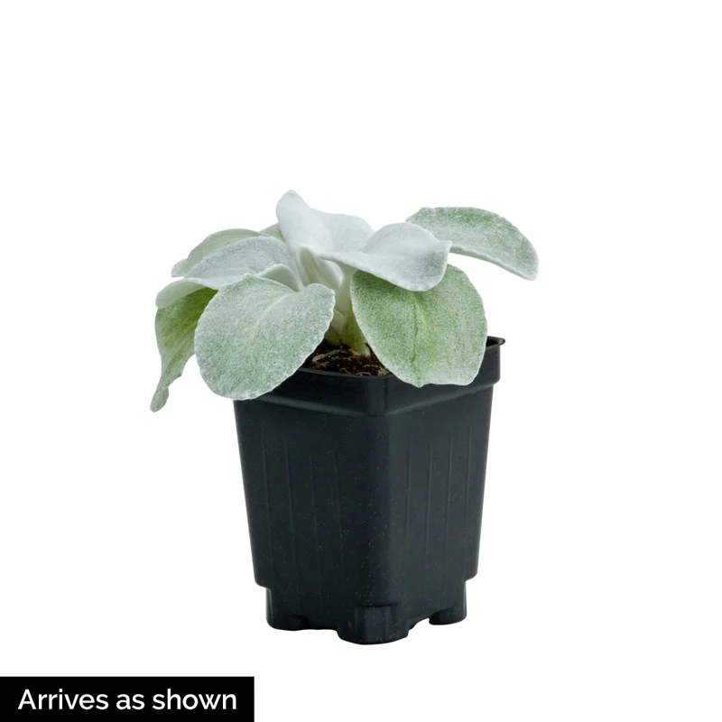 Angel Wings® Senecio - Image 2